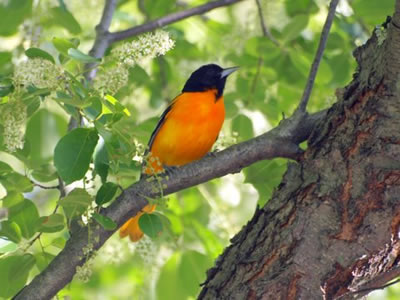 Baltimore Oriole